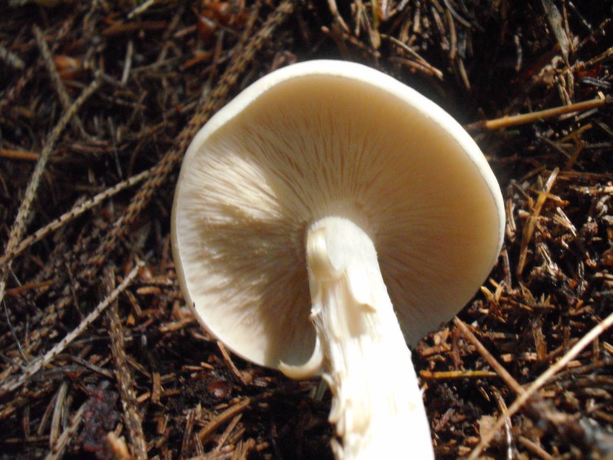 Due funghi da determinare (Gomphidius sp.+ Melanoleuca sp.)